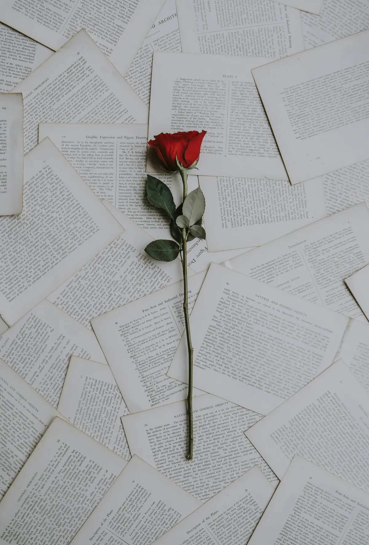 A single red rose resting on scattered pages of an old book